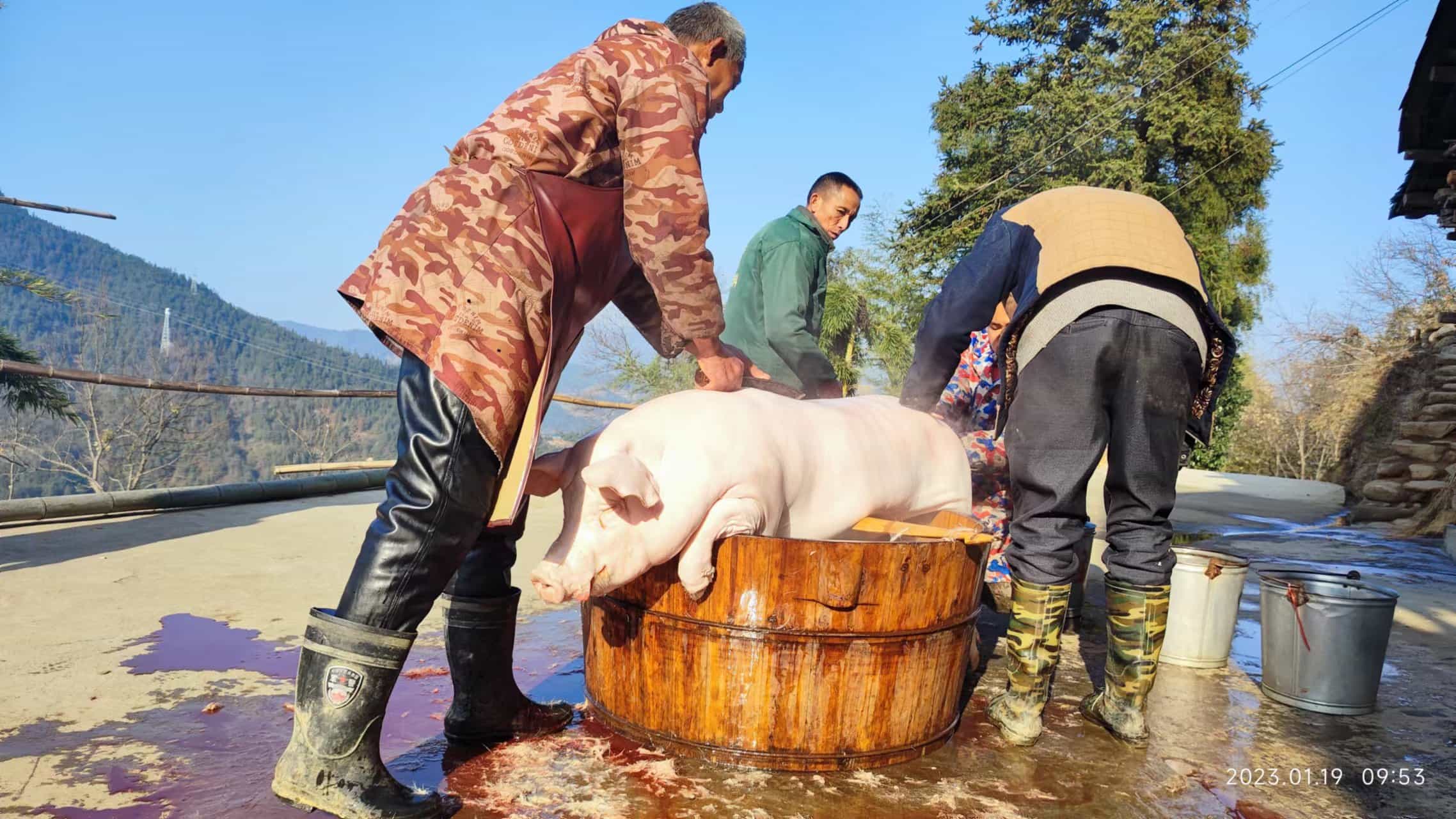 全员出动--杀年猪 | 艾自由网 | ifree6.cn