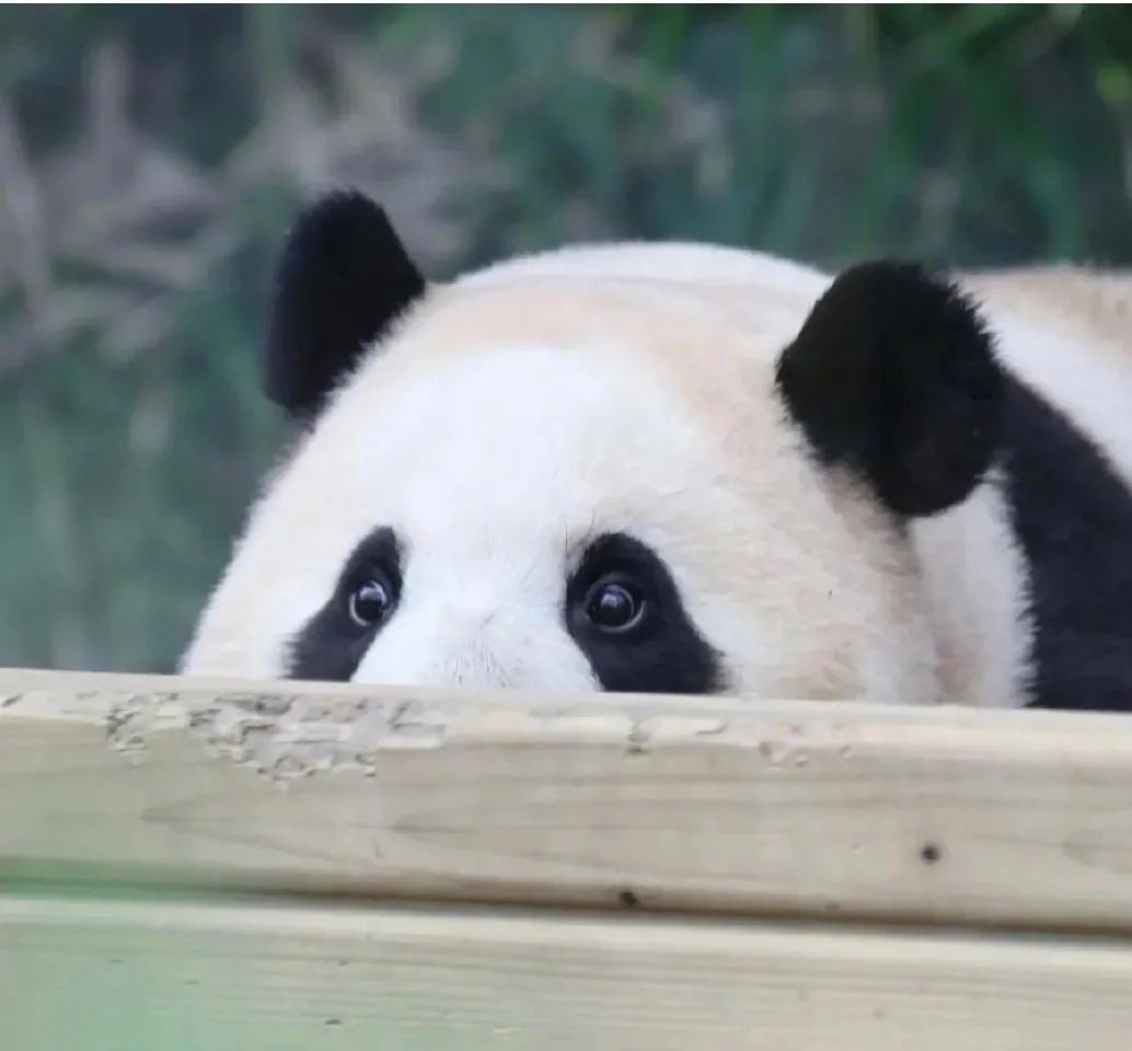 田田圈互助 | 如何应对连续性焦虑失眠？ | 艾自由网 | ifree6.cn