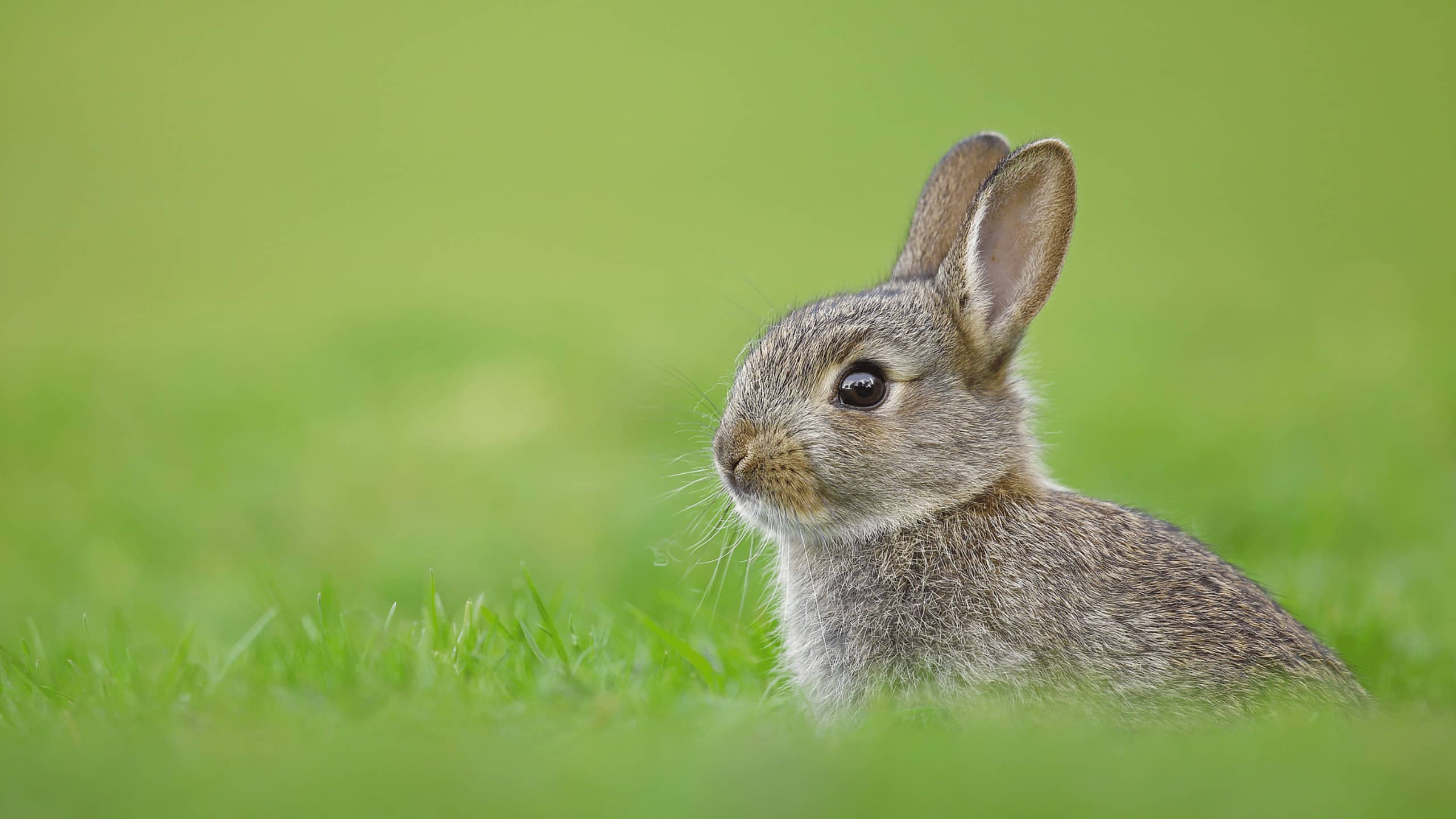 必应壁纸API（每日一图API）源码 | 艾自由网 | ifree6.cn