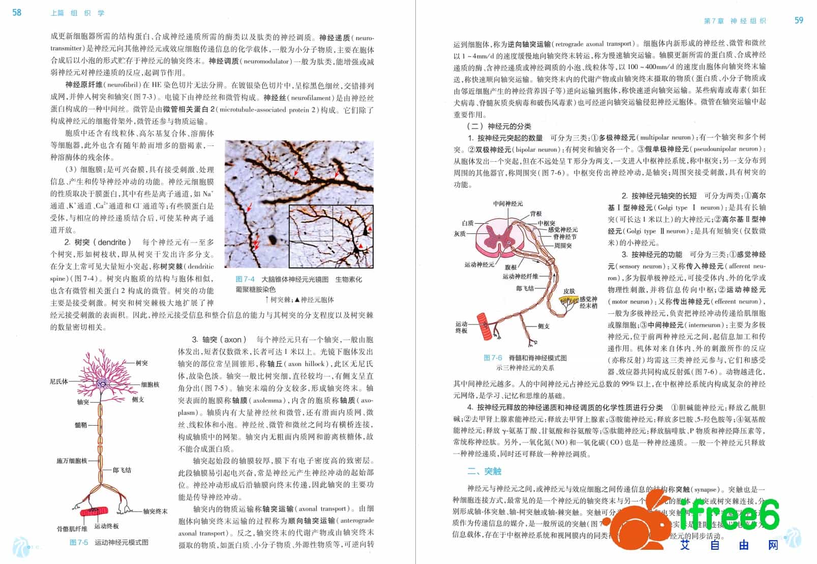 《组织与胚胎学》第9版PDF | 艾自由网 | ifree6.cn