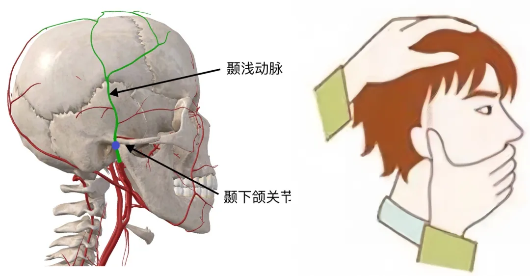 熟悉这些血管分布，可快速止血！ | 艾自由网 | ifree6.cn