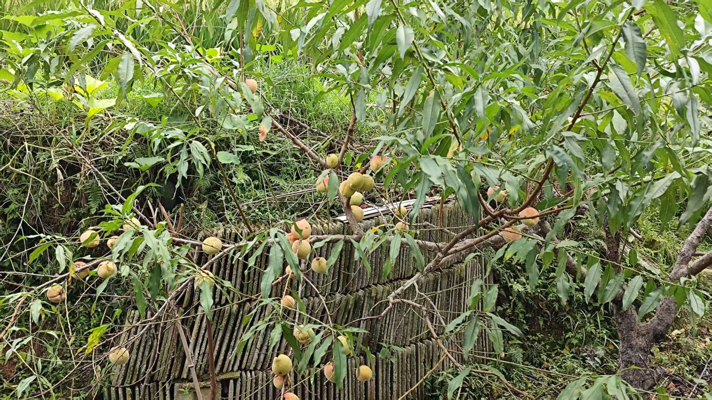 回长沙&执医师考试 | 艾自由网 | ifree6.cn